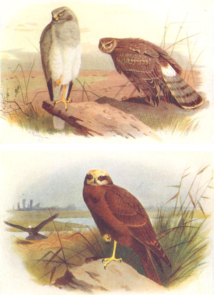 BRITISH BIRDS. Hen Harrier (male/female) ; Marsh Harrier. THORBURN 1925 print